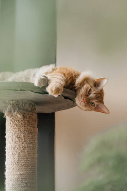 istock Adorable red domestic cat lying and looking at camera. 1414858394