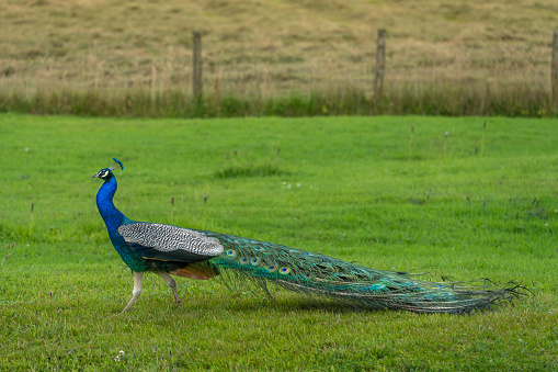 full length of a peacock bird walking in a green field