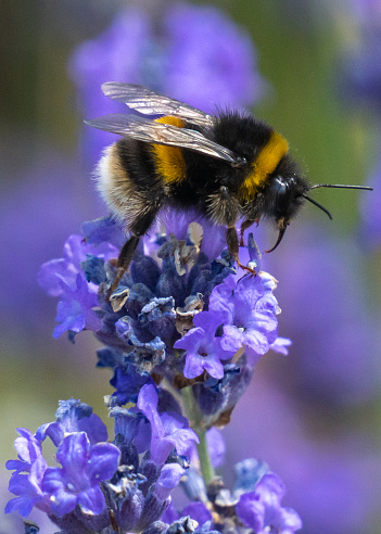 Close-up of a white-tailed bumblebee collecting pollen from a purple lavender flower