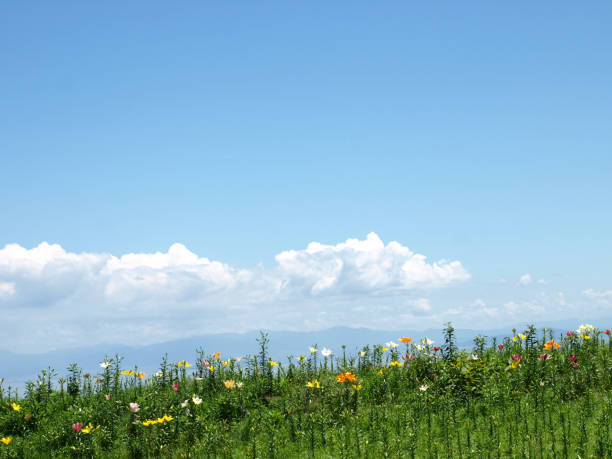 lily flower garden in summer.