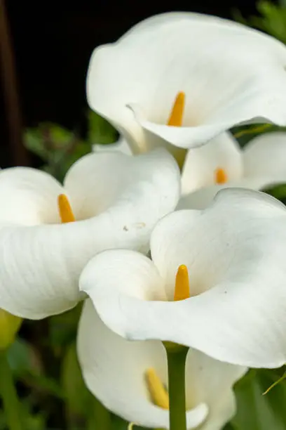 White Calla lily flowers with yellow centre stem