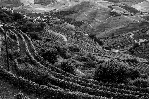 View of the hills in Douro Valley, Porto, Portugal. Black and white photo.