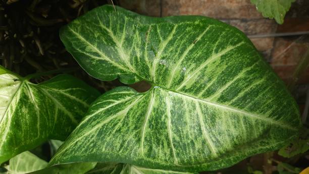 istock Syngonium Podophyllum 'Arrow' Plant 1414863428