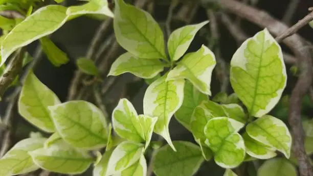 The leafs of the Bambino Baby Victoria bougainvillea have white streaks.