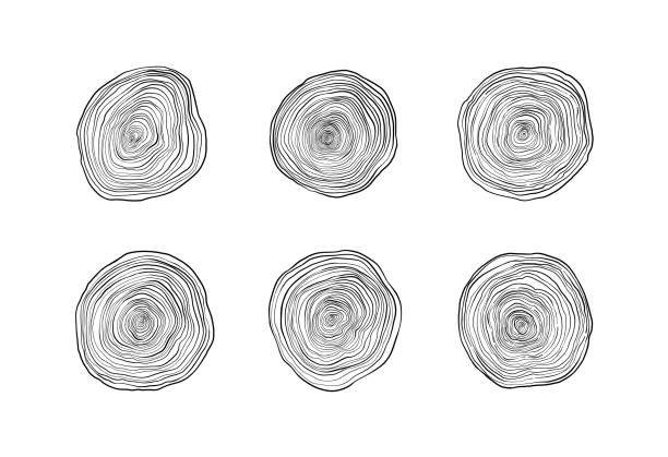 線形の手描きのイラスト - 年輪。切り株リング。木製のロゴの例。天然素材。デザイン要素。インテリアデザイナー、家具、エコ、工場に最適 - tree ring点のイラスト素材／クリップアート素材／マンガ素材／アイコン素材