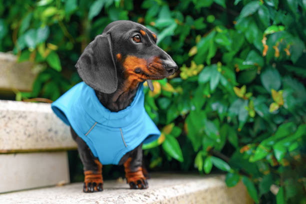 istock Dachshund puppy in clothes is standing on stone step near thick bush. 1414865334