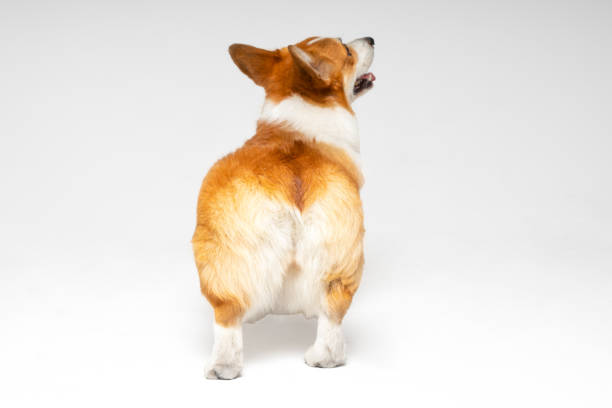 divertido y torpe corgi galés pembroke o cachorro de cárdigan se para y mira hacia arriba sobre fondo blanco, vista desde atrás. las lindas nalgas peludas de una mascota parecen un juguete blando. - corgi galés pembroke fotografías e imágenes de stock