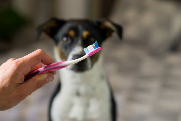 Brushing the Dog's Teeth stock photo