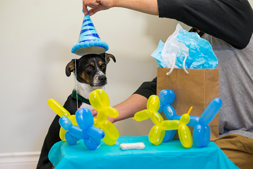 Anonymous owner putting a blue birthday hat on his dog as she is sitting behind a table with a special dog cookie, dog shaped balloons and birthday present.