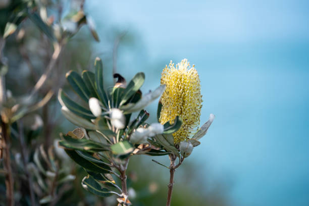 Banksia is the Australian native flowers.