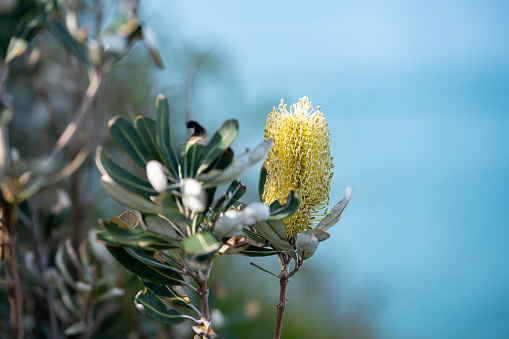 Banksia is the Australian native flowers.