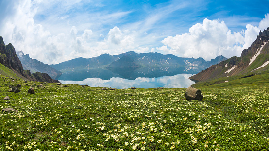 Wildflowers of Cheonji Mountain in Baekdusan Mountain.