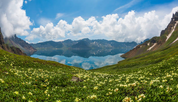 Wildflowers of Cheonji Mountain in Baekdusan Mountain.
