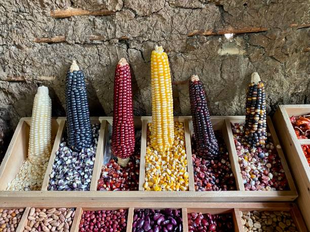 diverse varietà di mais biologico - autumn corn indian corn decoration foto e immagini stock