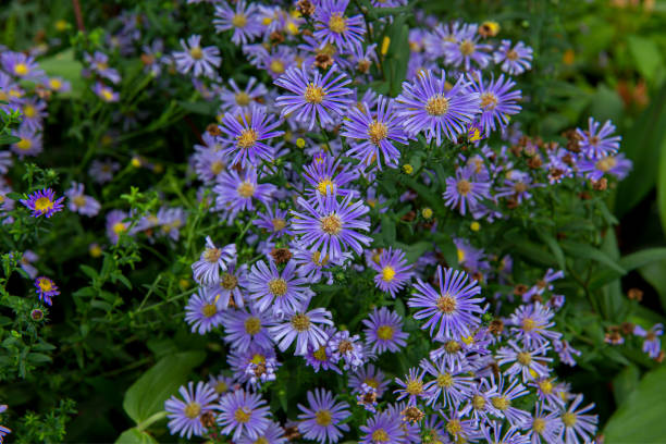 Aster, Flower, Blue, Autumn, Purple stock photo
