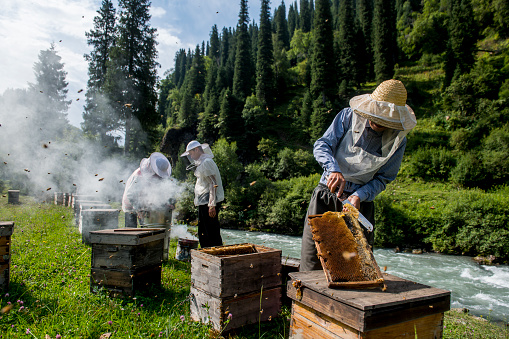 Beekeepers are extracting homey from the honeycomb beside the Duku Road, which is from Dushanzi district of Karamay to Kuche County in Xinjiang Province, China. During the summer time, thousands of beekeepers migrates to Xinjiang Province to make use of the vast of meadows