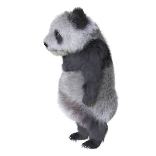 A playful giant panda reclines on its back with a curious expression, surrounded by bamboo. Its relaxed and carefree posture captures the joyful and calm nature of this beloved animal in its enclosure.