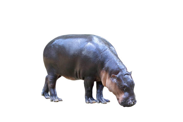 istock Pygmy hippopotamus isolated on white background. 1414882545