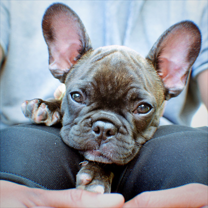 French bulldog puppy falling asleep in owner’s lap