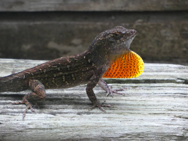 istock Anole Lizard on fence with Dewlap 1 1414882949