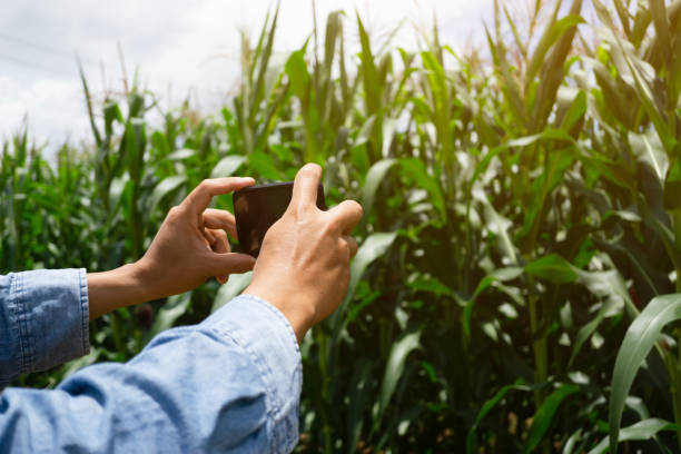 istock Hand of man using smartphone to take photo at corn field. 1414887549