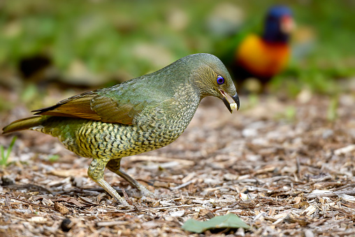 Young satin bowerbird foraging on the ground