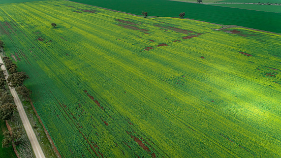 Aerial view of canola fields in Central Victoria