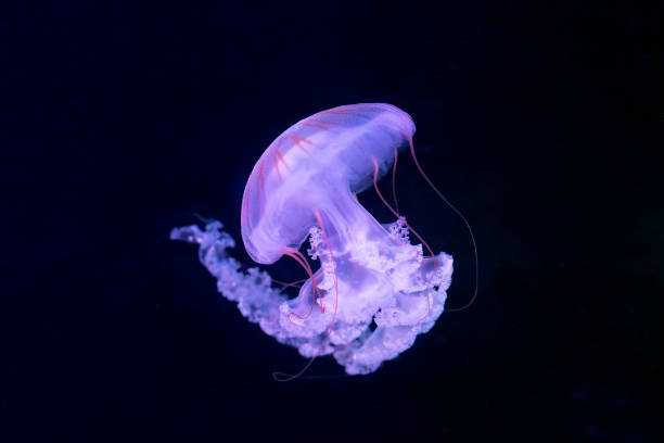 quallen (chrysaora fuscescens oder pazifische seebrennnessel) - jellyfish translucent sea glowing stock-fotos und bilder