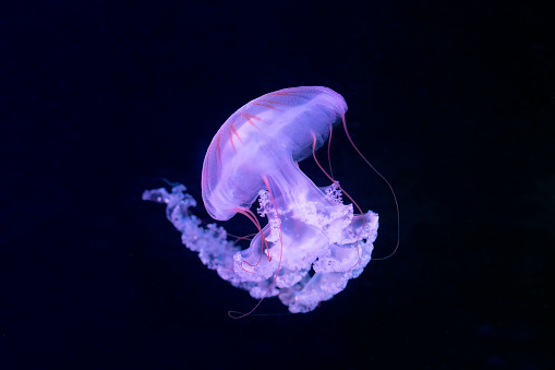 jellyfish (Chrysaora fuscescens or Pacific sea nettle)