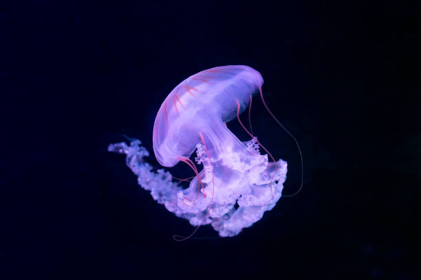 medusa (chrysaora fuscescens ou urtiga do mar do pacífico) - jellyfish - fotografias e filmes do acervo