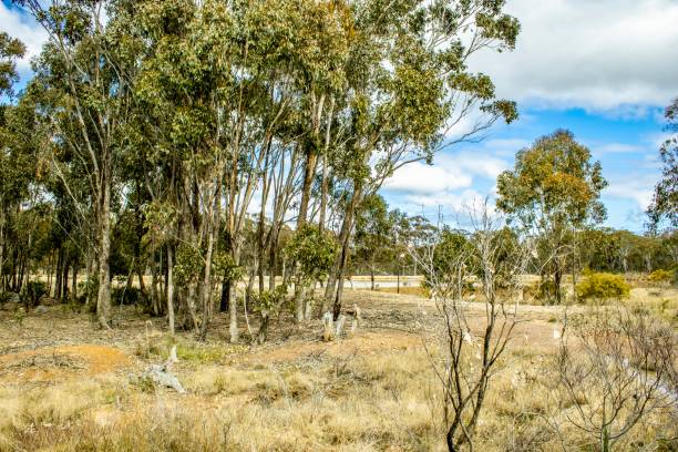 istock Scrubland in a Rural Area 1414892569