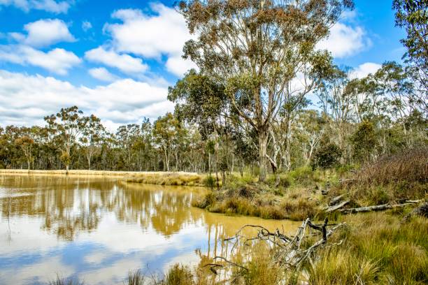 istock Muddy Water hole in Scrubland 1414893228