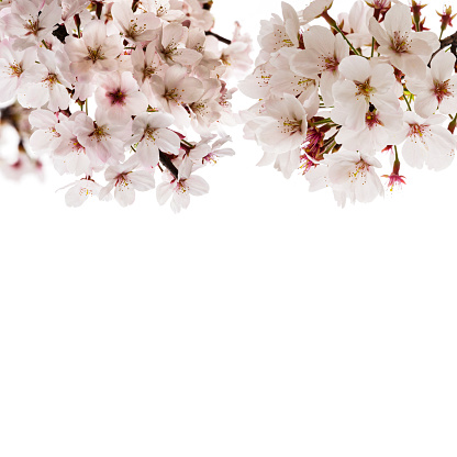oriental cherry,sakura, Isolated On White Background,