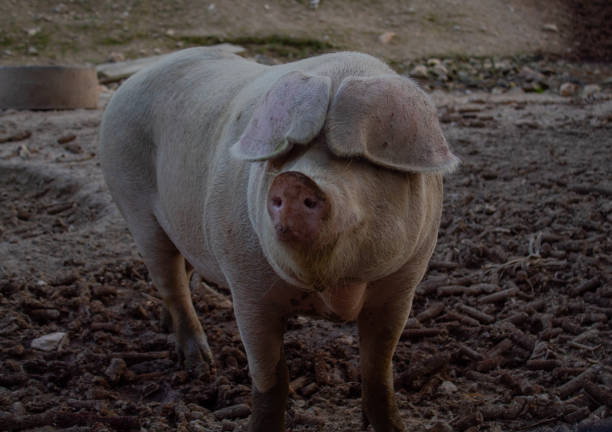 Pigs on the Virginia farm