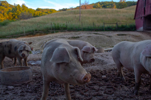 istock Pigs on the Virginia farm 1414894431