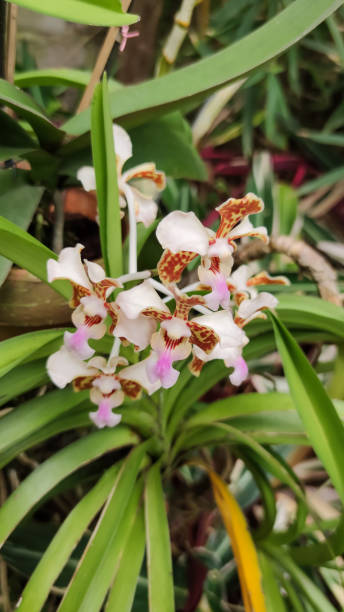 istock Beautiful brown Dendrobium orchid with a unique pattern is blooming in a nature tourism park. 1414894804