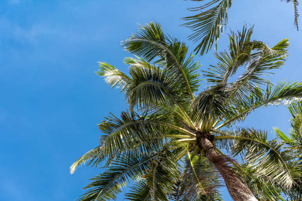 istock The branches of coconut palms against the clear blue sky 1414895523
