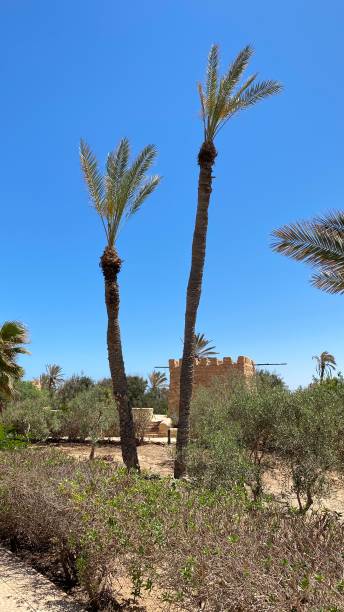 istock palm trees in blue sky on island 1414896402