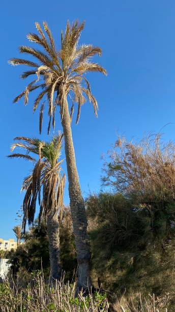 istock palm trees in blue sky on island 1414896588