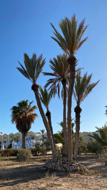 istock palm trees in blue sky on island 1414896613