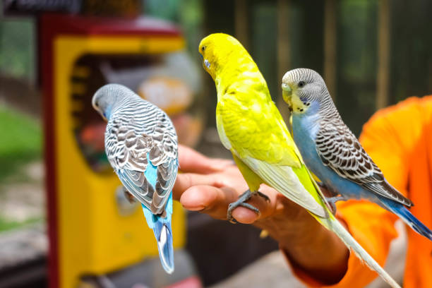 istock Birds are standing on a man's hand, zoo concept. 1414897484