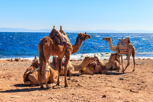 Camels on the shore of the Red Sea in the Gulf of Aqaba. Dahab, Egypt