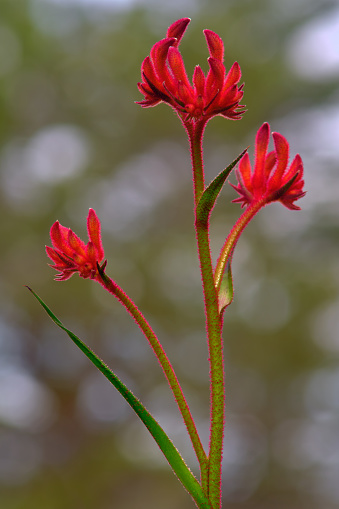 Red kangaroo paw in bloom (Anigozanthos). An Australian native wildflower that grows in dry arid conditions, and thrives in sandy well draining soil and have a fuzzy furry texture.