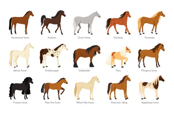 Vector illustration of Horse breed. American appaloosa animals. Arabian or English sport mane. Tennessee walking suit. Mustang and pony. Various trotters collection. Vector thoroughbred equine mammals set