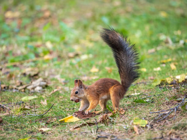 istock Squirrel in autumn hides nuts on the green grass with fallen yellow leaves 1414901459