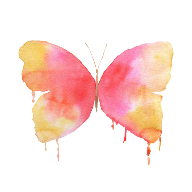istock Watercolor butterfly with drips of paint isolated on white background. Pink hand painted illustration 1414902206