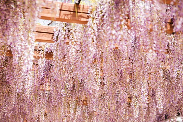 istock wisteria flower 1414902646