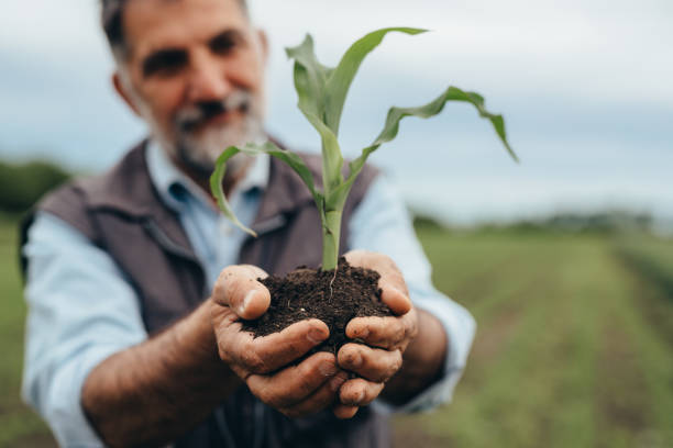 close up senior farmer holding corn plant with ground