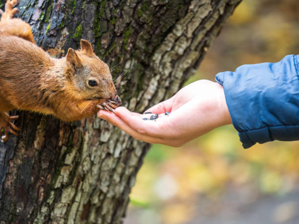 istock The boy feeds a squirrel with nuts from a hand in the wood 1414903789