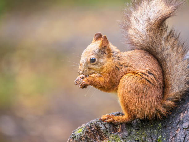 istock The squirrel with nut sits on tree in the autumn. Eurasian red squirrel, Sciurus vulgaris. 1414903793
